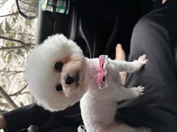 ビションフリーゼ 犬の販売・譲渡 1318 韓国ミニビション