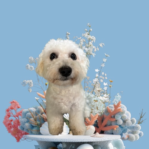 ビションフリーゼ 犬の販売・譲渡 1319 韓国ビションのおっとりした男の子