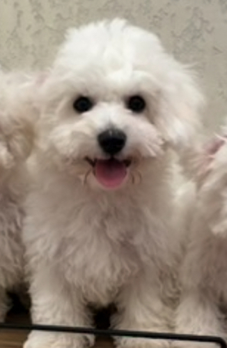 ビションフリーゼ 犬の販売・譲渡 1321 韓国ビションの男の子