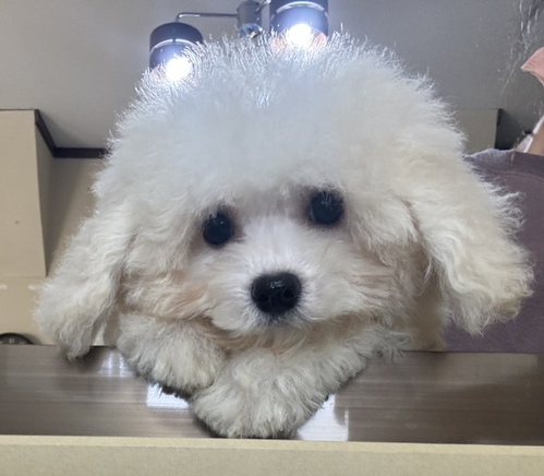 ビションフリーゼ 犬の販売・譲渡 1328 爆毛ちゃんたちです。