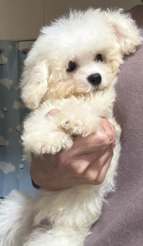 ビションフリーゼ 犬の販売・譲渡 1329 小ぶりなビションちゃんたち