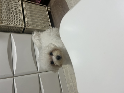 �r�V�����t���[�[ ���̔̔��E���n 1333 ���~��ȉ����r�V����