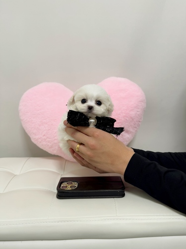 �r�V�����t���[�[ ���̔̔��E���n 1334 �Ў�T�C�Y�~�j�r�V�������h�O�[���ʉ��i