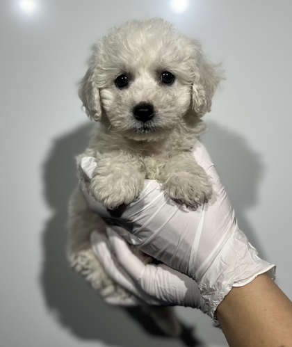 �r�V�����t���[�[ ���̔̔��E���n 1336 �j�̎q