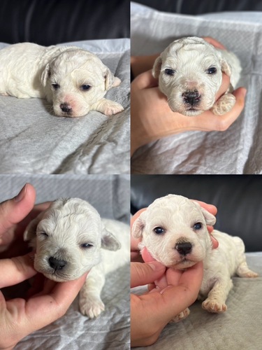 ビションフリーゼ 犬の販売・譲渡 1337 ビションフリーゼ4姉妹です。