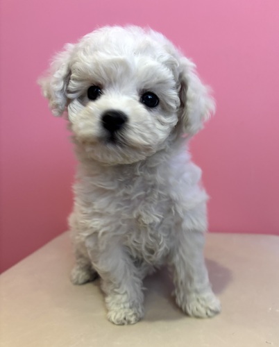 �r�V�����t���[�[ ���̔̔��E���n 1339 �x�r�[�t�F�C�X�j�̎q