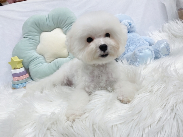 ビションフリーゼ 犬の販売・譲渡 1340 譲渡、ビションの子犬