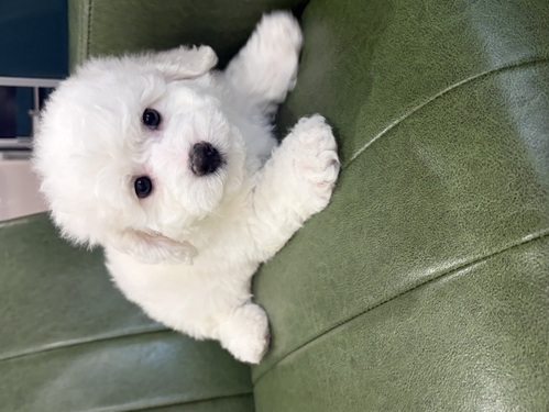 �r�V�����t���[�[ ���̔̔��E���n 1341 ���Q�̃r�W�����t���[�[�����T���̕��I���̎q���܂��