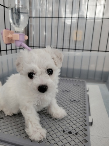 �r�V�����t���[�[ ���̔̔��E���n 1343 �r�V�����t���[�[ | 2026�N 1����  | ���X1