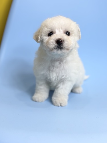 �r�V�����t���[�[ ���̔̔��E���n 1345 �z���C�g2063