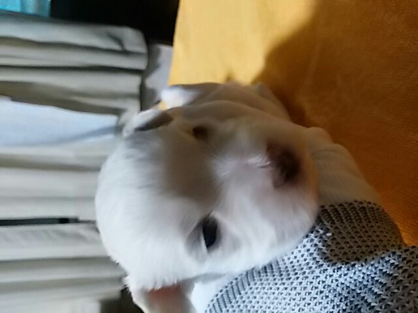 Good!なビションフリーゼの仔犬!!!