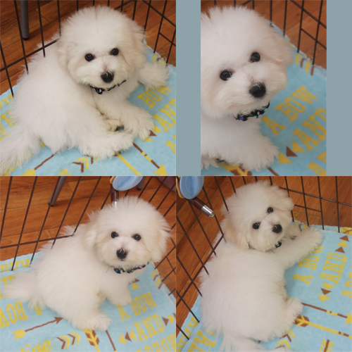 陽気でフレンドリーな甘えん坊さん No 923 ビションフリーゼ 犬の出産情報 子犬販売 Dogoo Com 陽気でフレンドリーな甘えん坊さん No 923 ビションフリーゼ 犬の出産情報 子犬販売 Dogoo Com