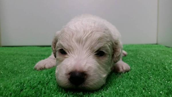 終了致しました。 犬の販売 940