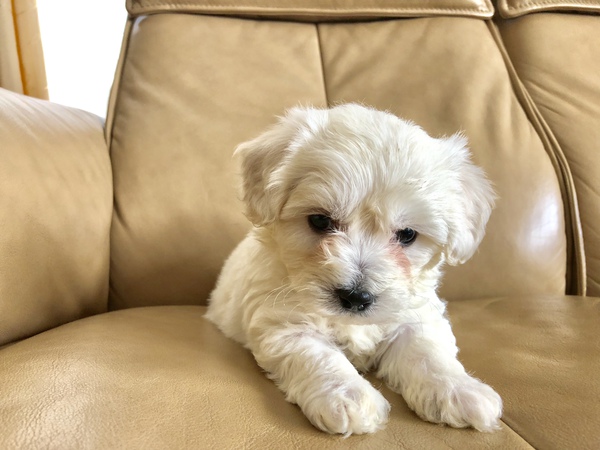 可愛い男の子 犬の販売 941