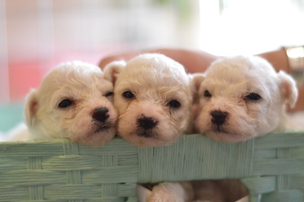 可愛い6兄弟! 犬の販売 945
