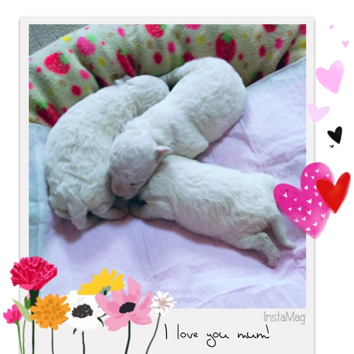 超可愛い極小ビション3姉妹 犬の販売 947