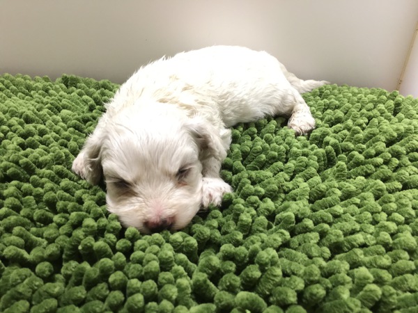 終了致しました。 犬の販売 950