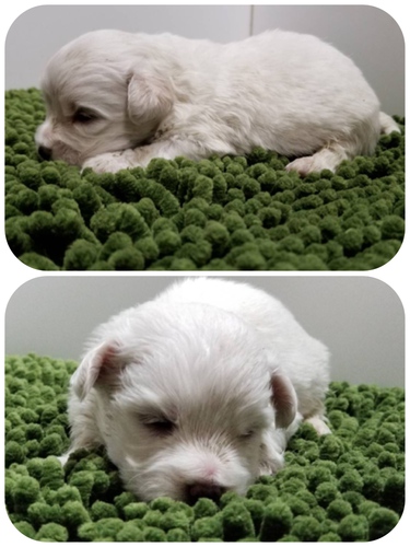 終了致しました。 犬の販売 961