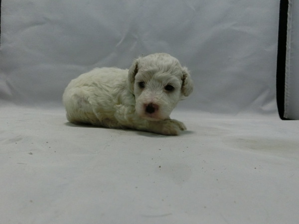とっても可愛く元気で健康な赤ちゃんが生まれました! 犬の販売 962
