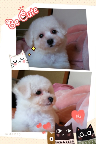 めちゃ可愛い男の子。 犬の販売 970