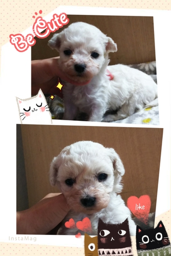 極小サイズのビションちゃん 犬の販売 979