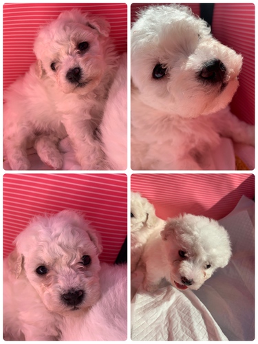 とってもフレンドリーな女の子です。 犬の販売 988