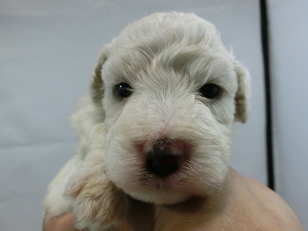 とっても可愛く元気で健康な赤ちゃんが生まれました! 犬の販売 993