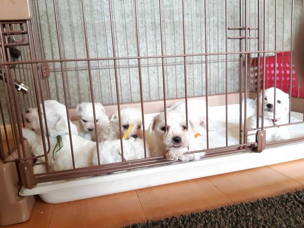 優良血統!モフモフビションの誕生です...♪*゚ 犬の販売 996