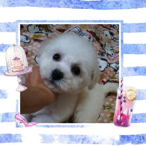 めっちゃ可愛い男の子。 犬の販売 997