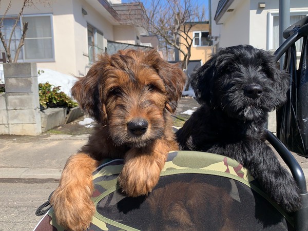 外産犬直子、純EUラインの仔犬達 犬の販売 19
