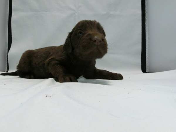 とても可愛く元気で健康な赤ちゃんが生まれました! 犬の販売 1454