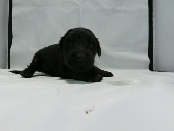 とても可愛く元気で健康な赤ちゃんが生まれました! 犬の販売 1463