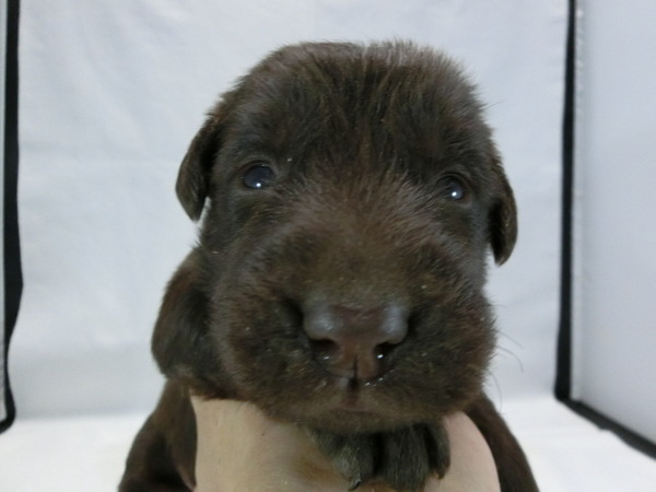 とってもかわいく元気で健康な赤ちゃんが生まれました 犬の販売 1473