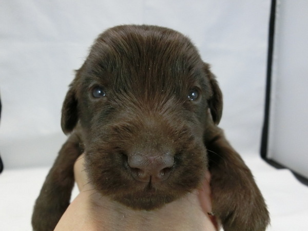 とってもかわいく元気で健康な赤ちゃんが生まれました 犬の販売 1479