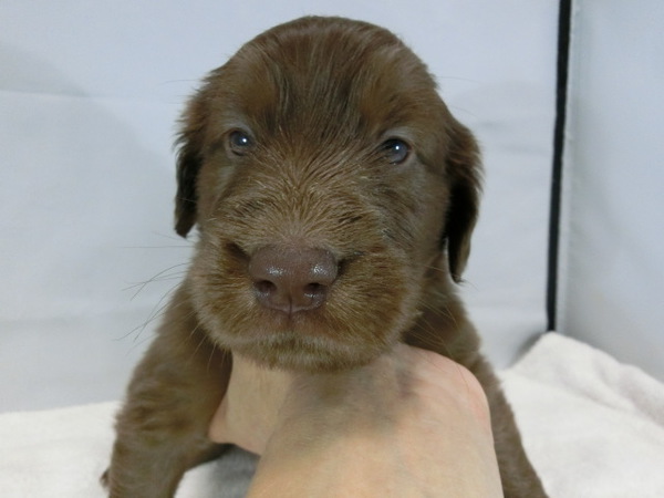 とってもかわいく元気で健康な赤ちゃんが生まれました 犬の販売 1511