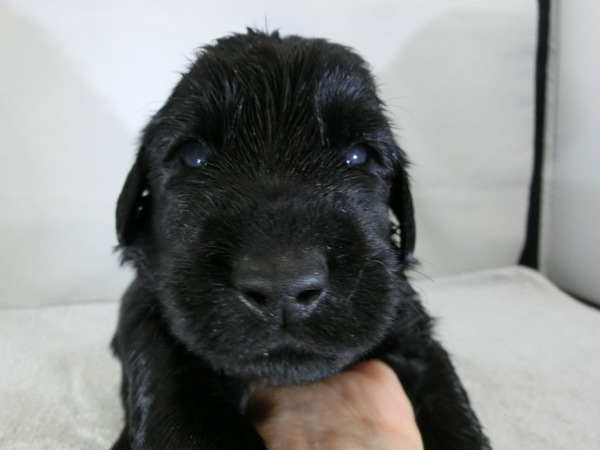 とってもかわいく元気で健康な赤ちゃんが生まれました 犬の販売 1531