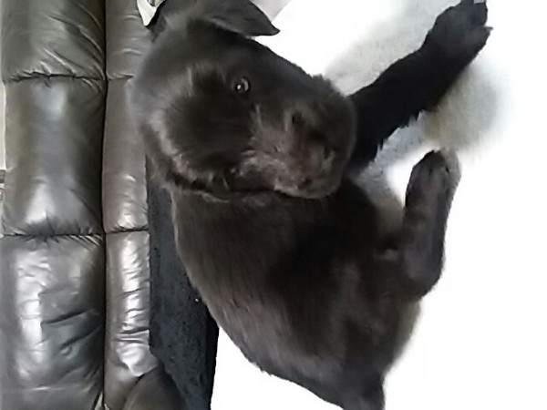 終了致しました! 犬の販売 1533