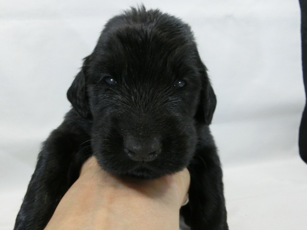 とってもかわいく元気で健康な赤ちゃんが生まれました 犬の販売 1534