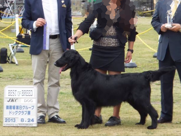 次回の子犬誕生は3月10日前後予定です。 犬の販売 1537