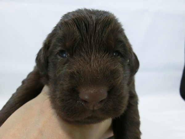 とってもかわいく元気で健康な赤ちゃんが生まれました 犬の販売 1544