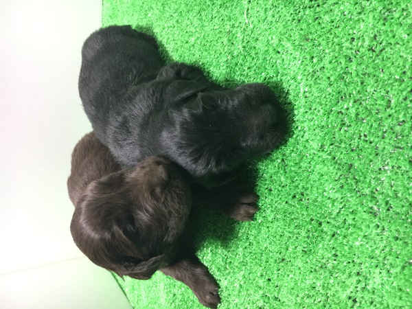 終了致しました。 犬の販売 1550