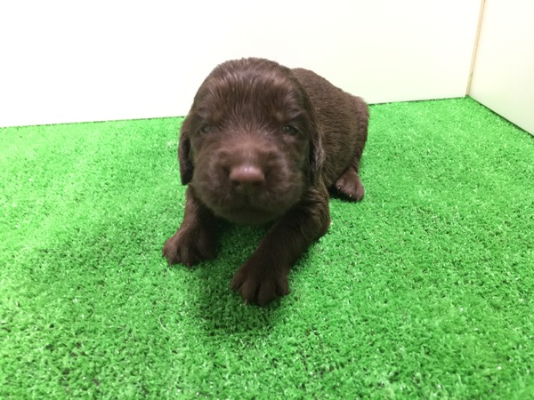 終了致しました。 犬の販売 1560