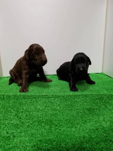 終了致しました。 犬の販売 1569