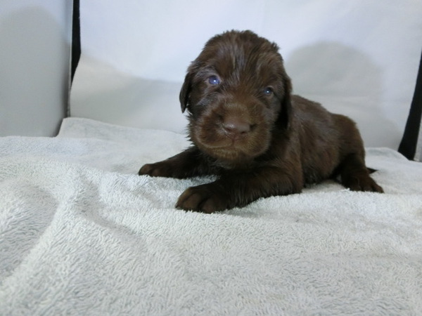 とっても可愛く元気で健康な赤ちゃんが生まれました! 犬の販売 1572