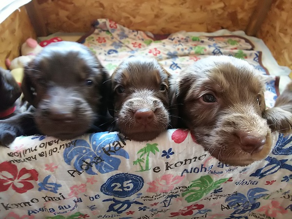 趙かわいいレバーフラット 犬の販売 1579