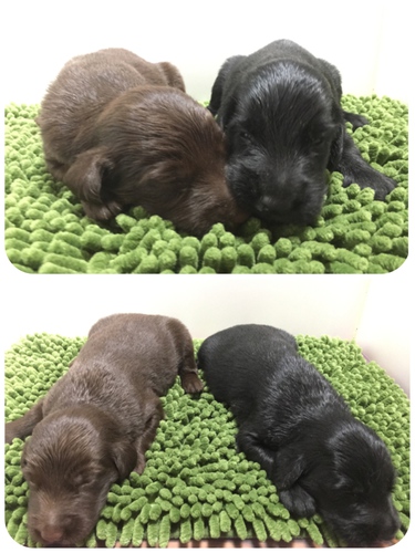 可愛くて元気な赤ちゃんです♪ 犬の販売 1582
