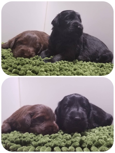 終了致しました。 犬の販売 1588