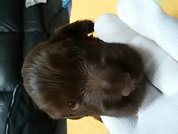 終了致しました♪ 犬の販売 1614