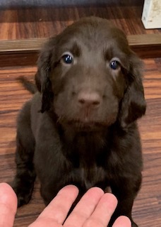 とても可愛く、人間が大好きな仔です。 犬の販売 1619