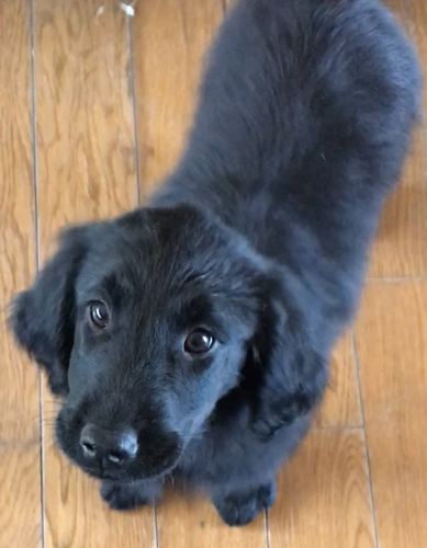 フラット子犬 犬の販売 1640